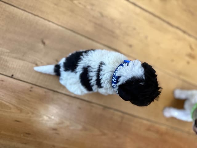 Wire Fox Terrier Puppies media 5