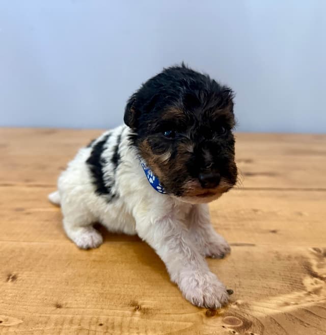 Wire Fox Terrier Puppies media 6