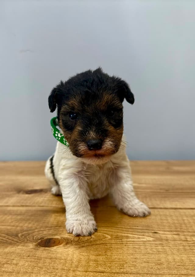 Wire Fox Terrier Puppies media 8