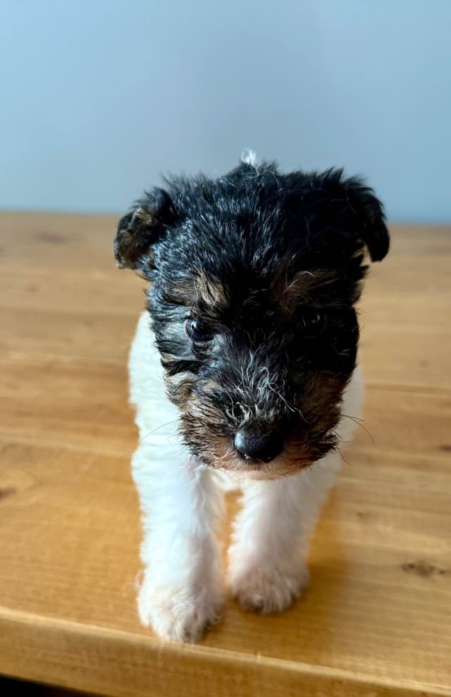 Wire Fox Terrier Puppies media 10