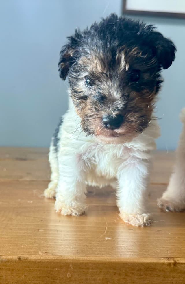 Wire Fox Terrier Puppies media 11