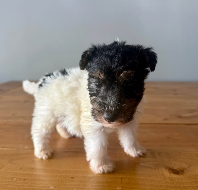 Wire Fox Terrier Puppies media 12
