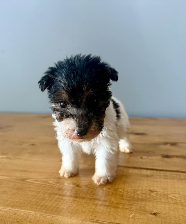 Wire Fox Terrier Puppies media 14