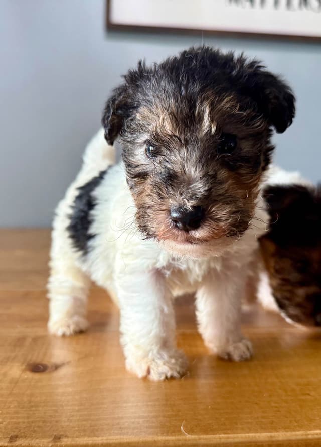 Wire Fox Terrier Puppies media 13