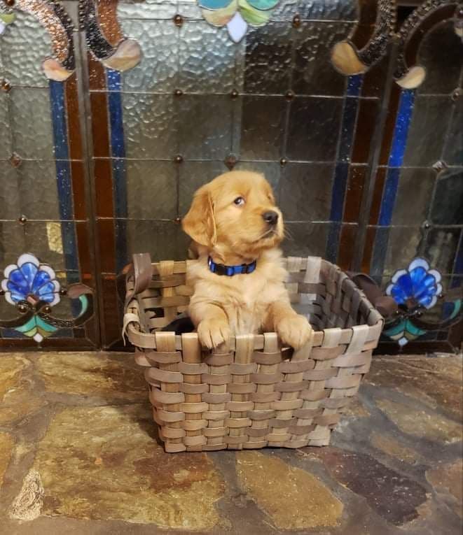 Golden Retriever Puppies breeder image 1