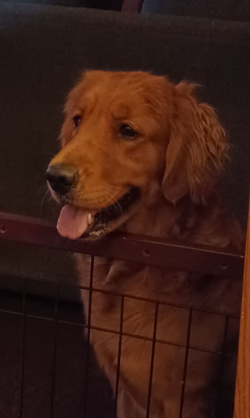 Golden Retriever Puppies breeder image 7