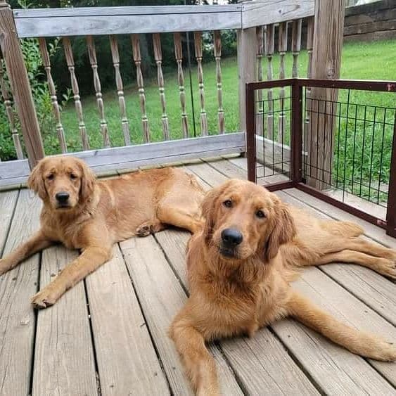Golden Retriever Puppies breeder image 4