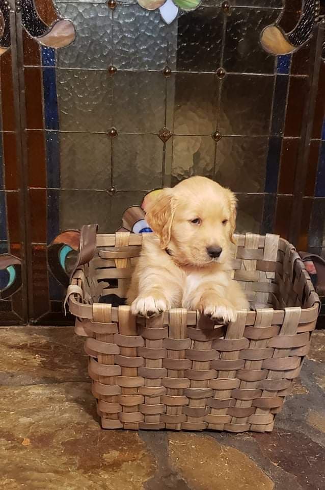 Golden Retriever Puppies breeder image 3