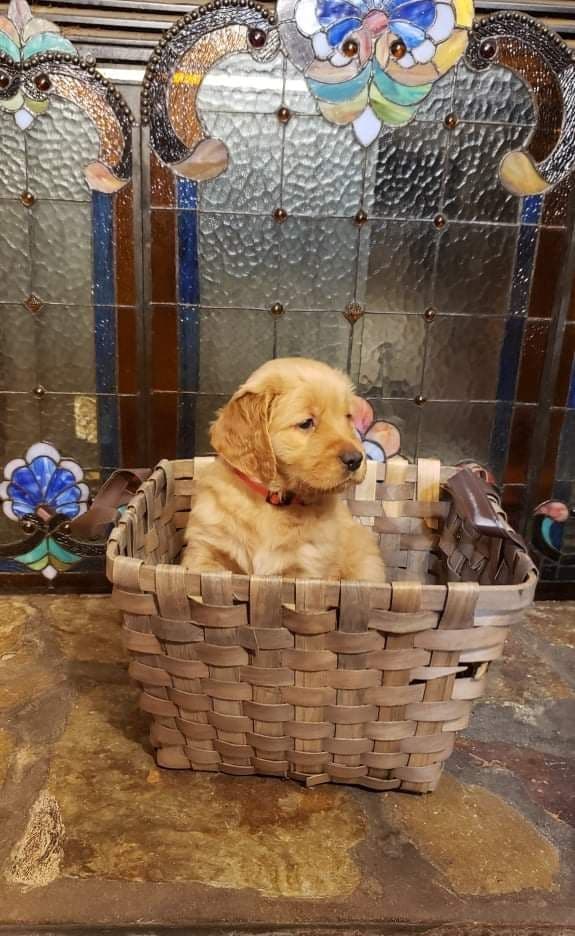 Golden Retriever Puppies breeder image 13