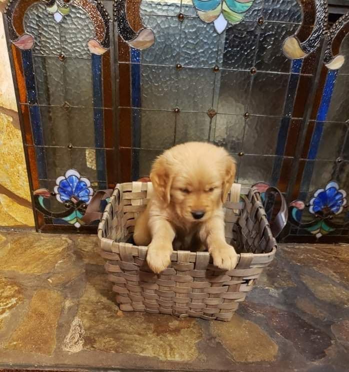 Golden Retriever Puppies breeder image 9