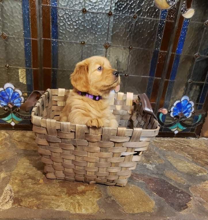 Golden Retriever Puppies breeder image 10