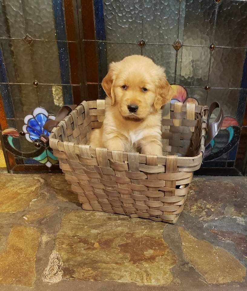 Golden Retriever Puppies breeder image 12