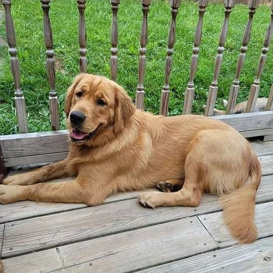 Golden Retriever Puppies breeder image 11