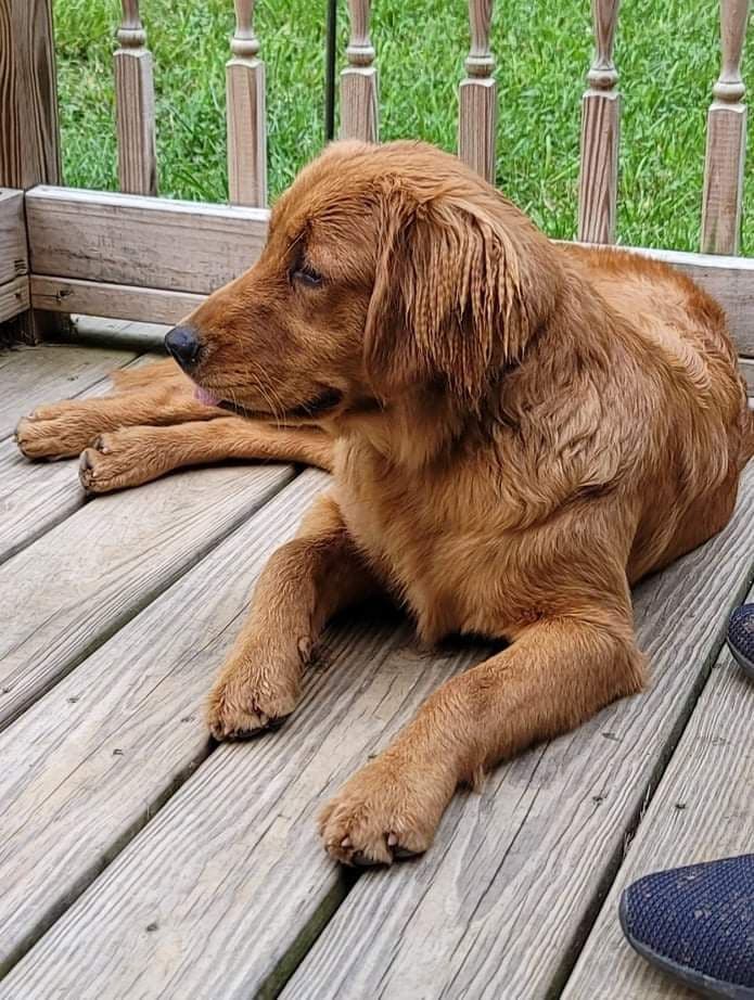 Golden Retriever Puppies breeder image 15