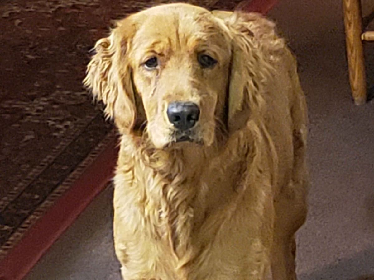 Golden Retriever Puppies breeder image 17