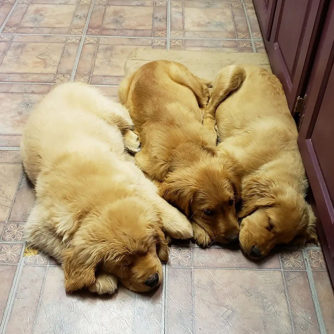 Golden Retriever Puppies breeder image 16