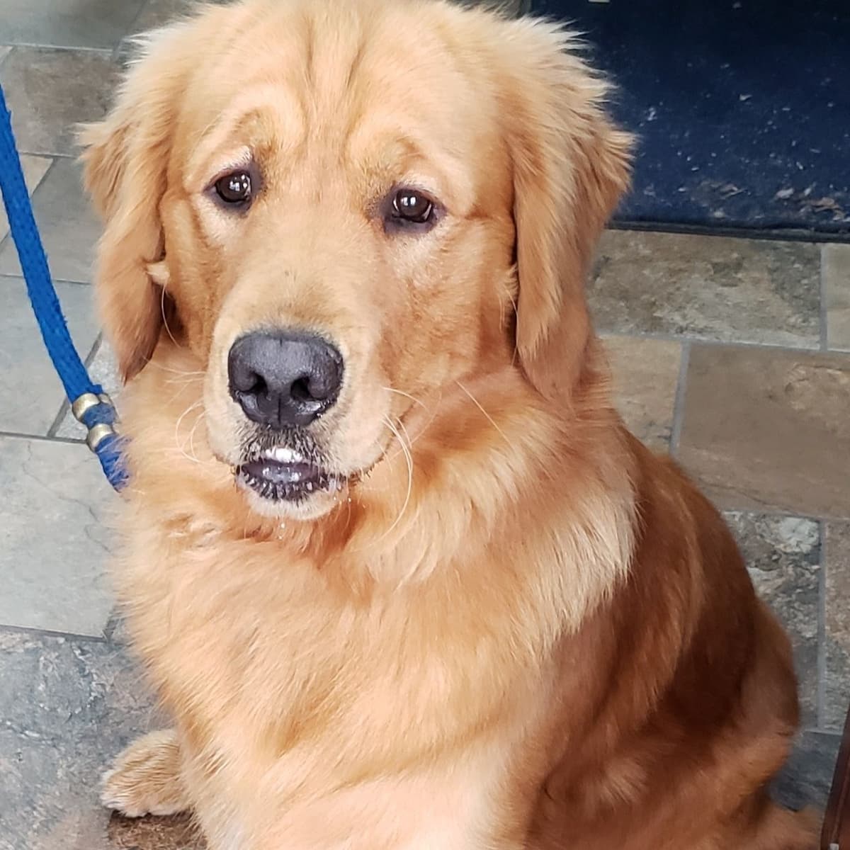 Golden Retriever Puppies breeder image 19