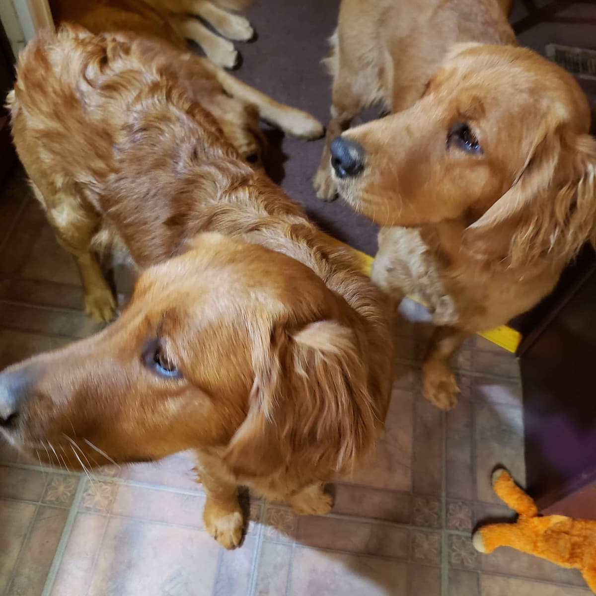 Golden Retriever Puppies breeder image 21