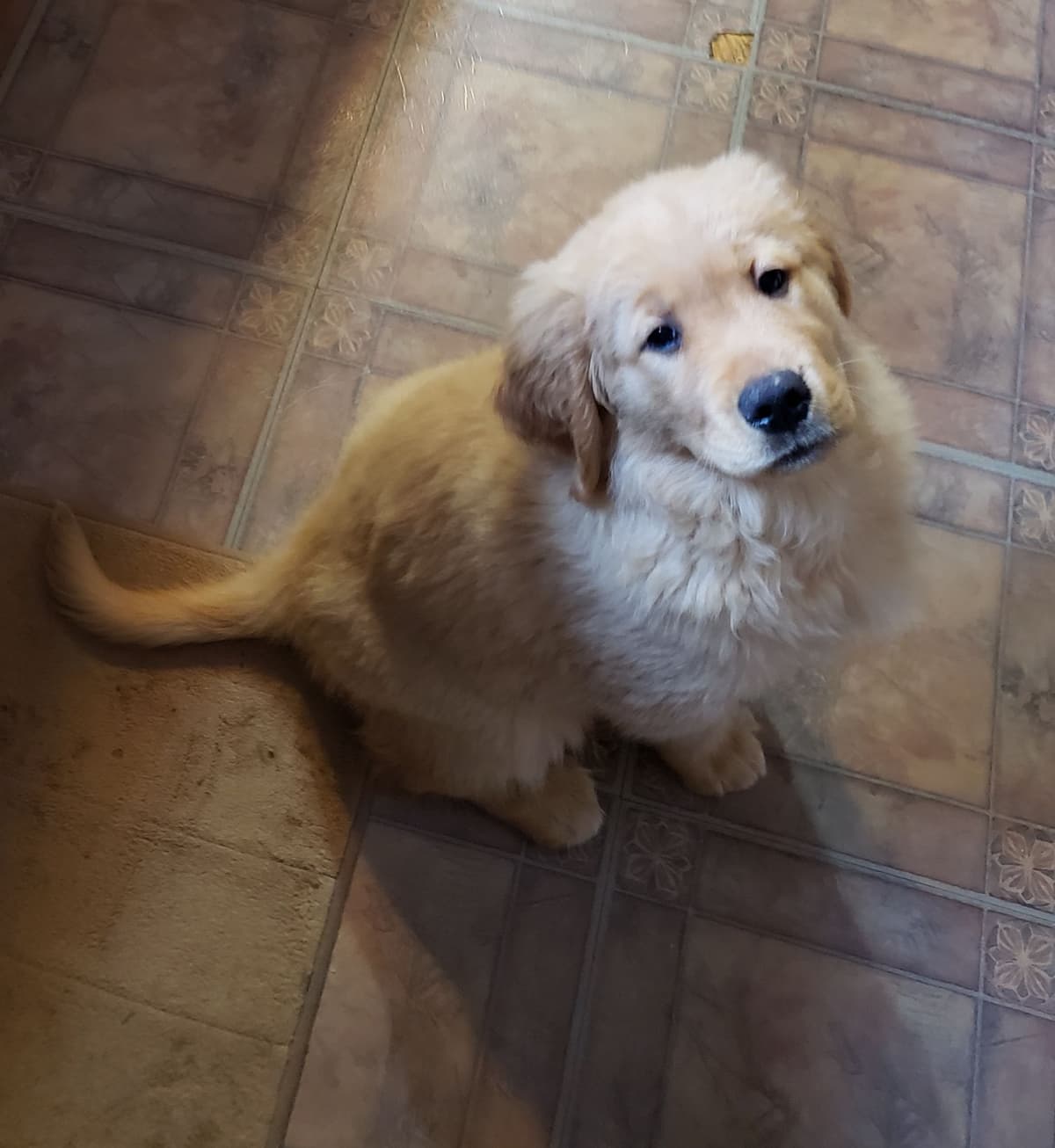 Golden Retriever Puppies breeder image 20
