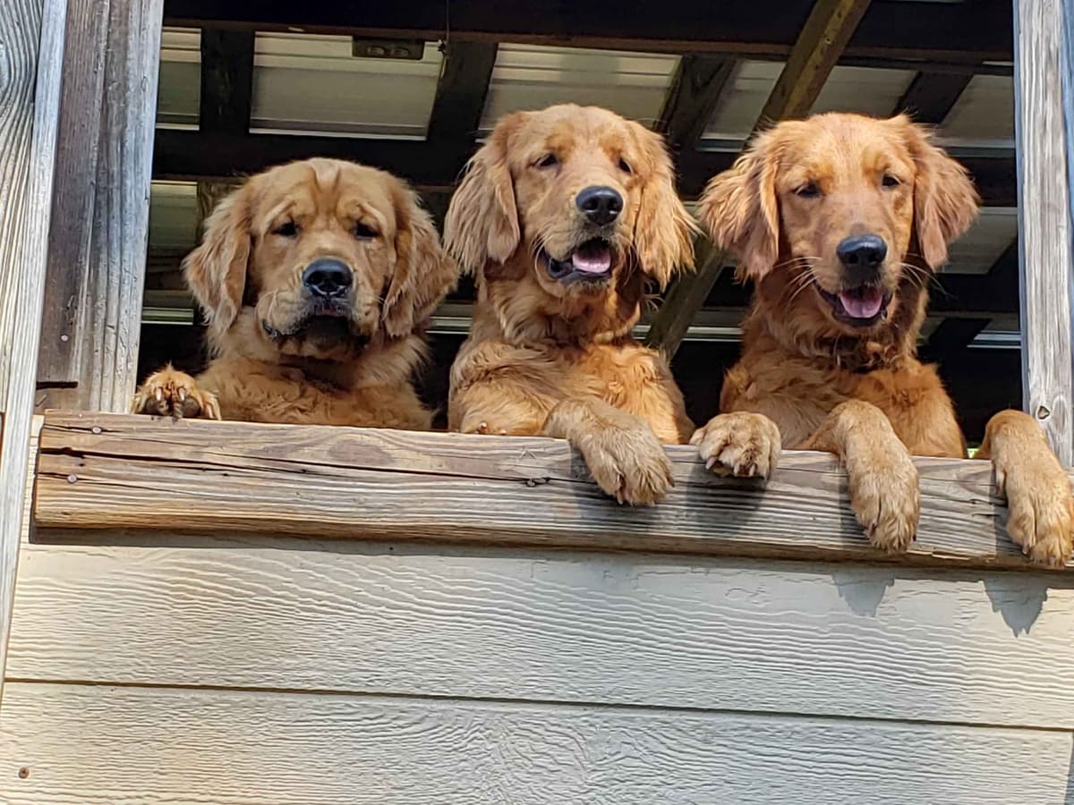 Golden Retriever Puppies breeder image 22