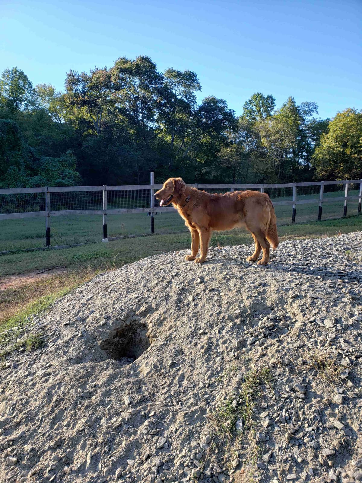 Golden Retriever Puppies breeder image 23