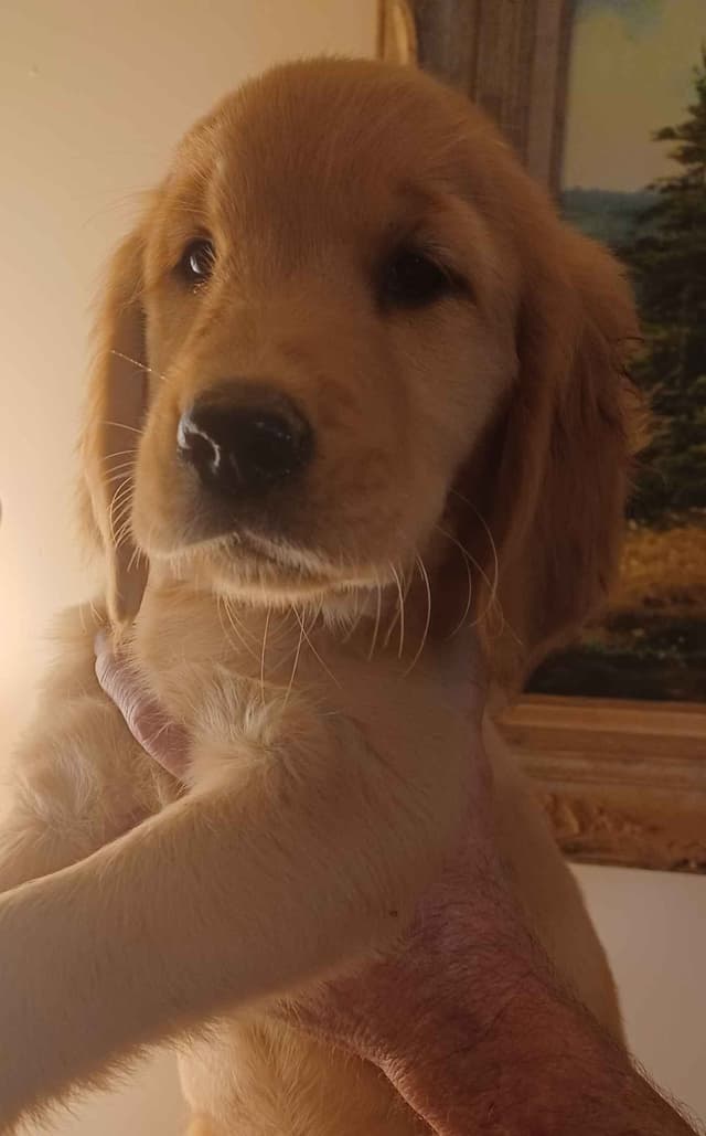 Golden Retriever Puppies media 2