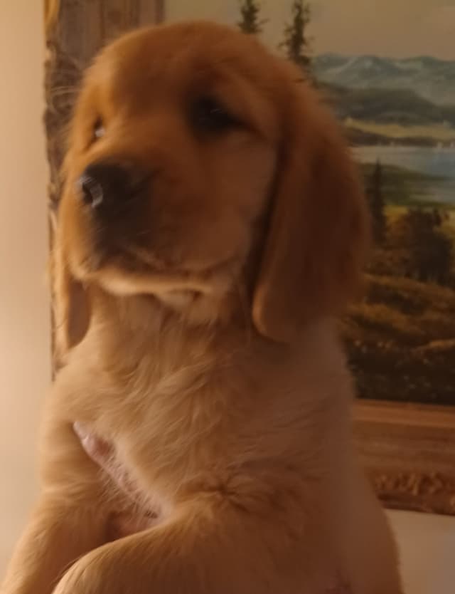 Golden Retriever Puppies media 3