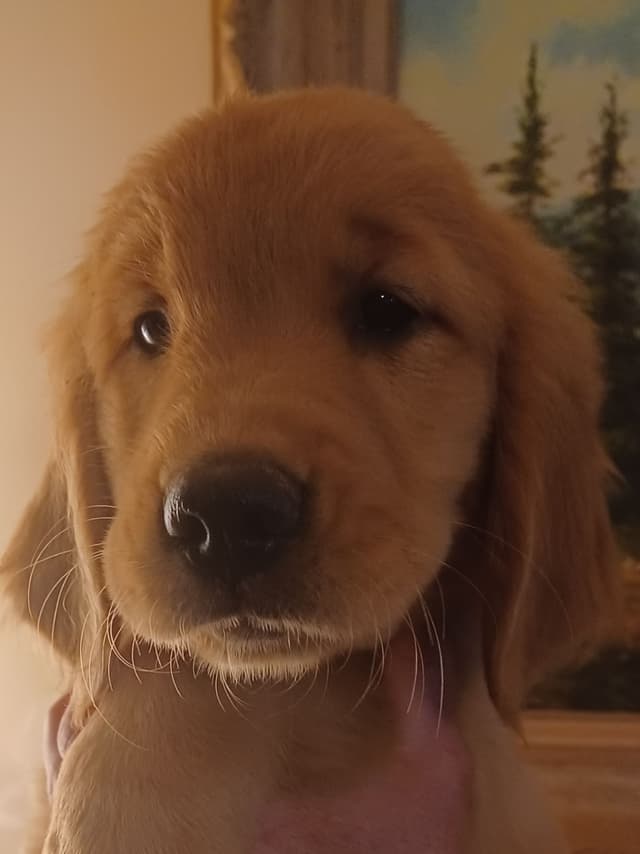 Golden Retriever Puppies media 4