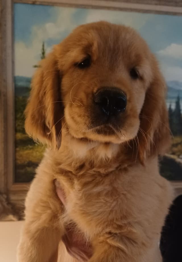 Golden Retriever Puppies media 5