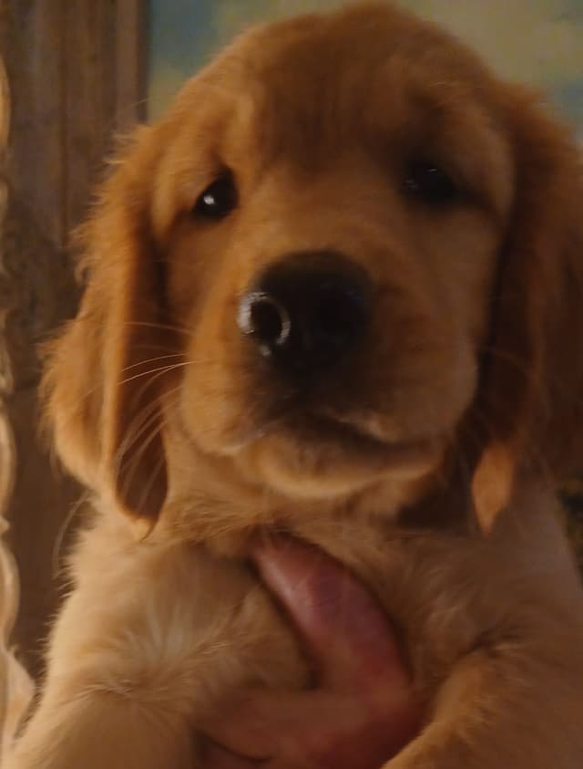 Golden Retriever Puppies media 6