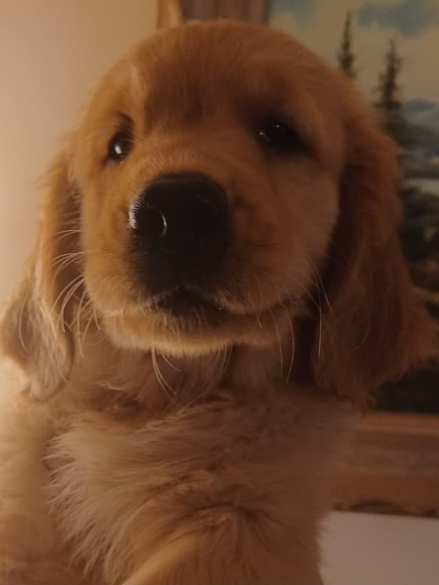 Golden Retriever Puppies media 7