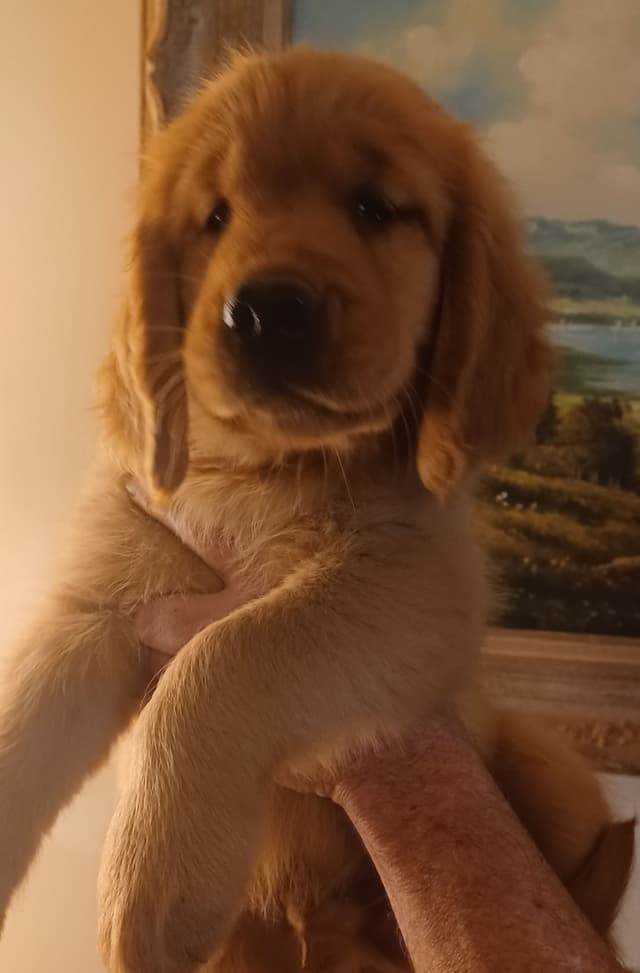 Golden Retriever Puppies media 8