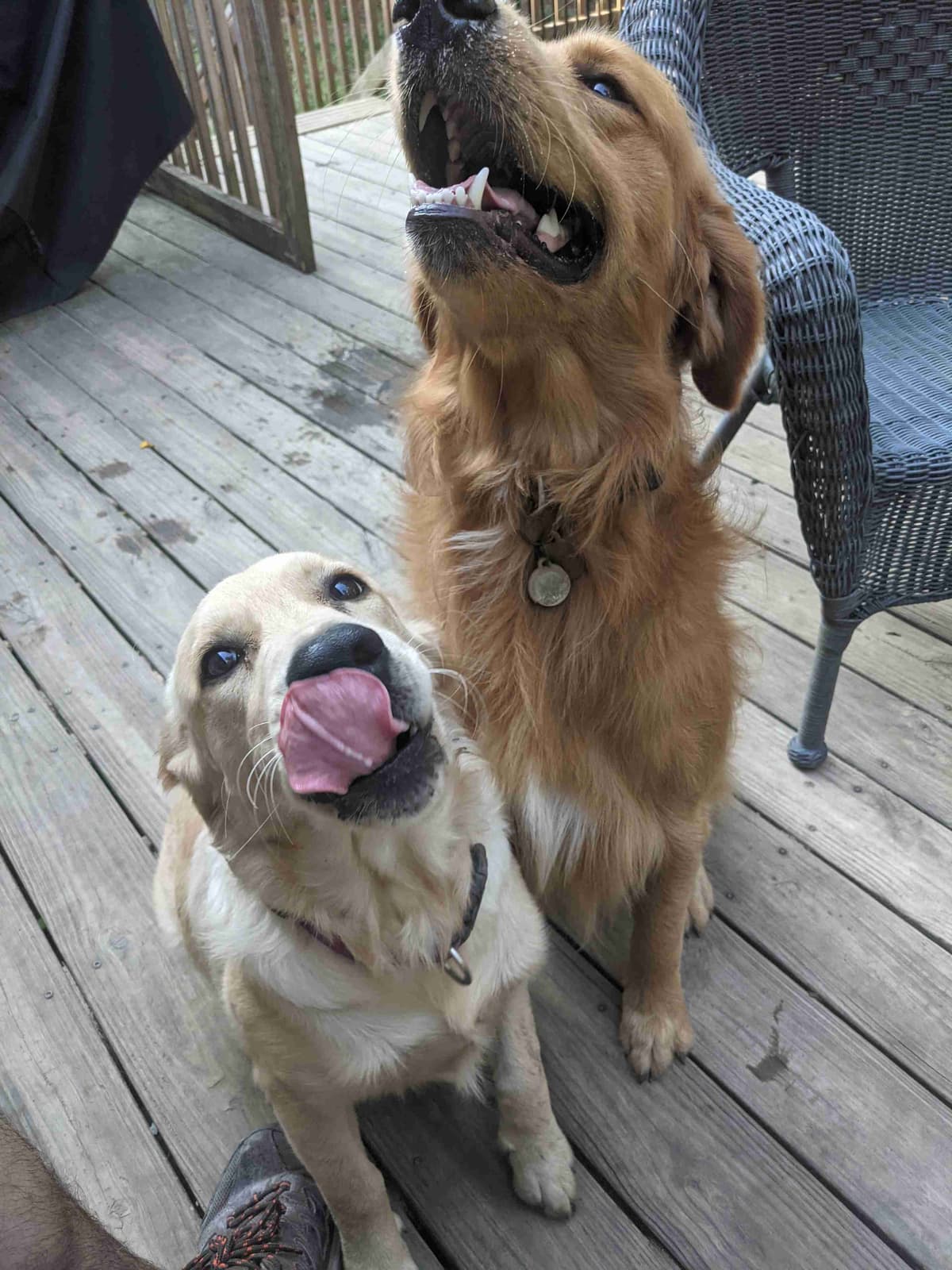 Golden Retriever Puppies (Raeford, NC) breeder image 1