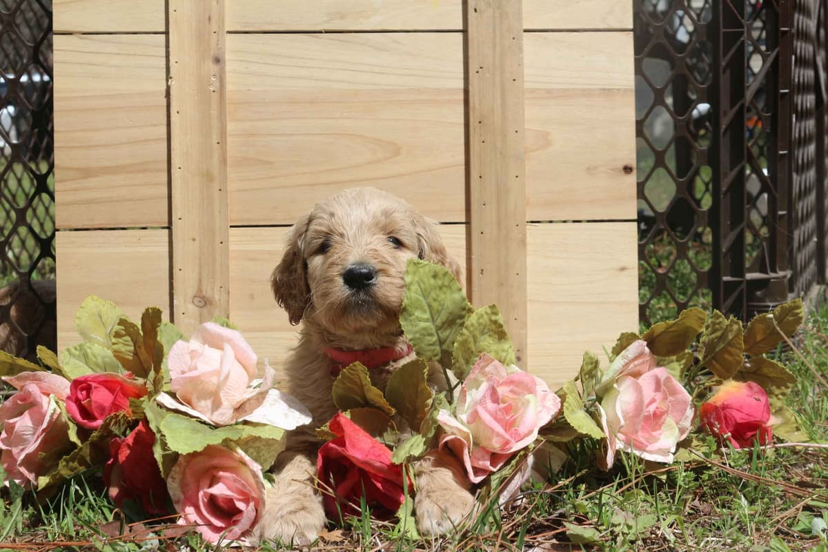 Golden Retriever Puppies (Raeford, NC) breeder image 4