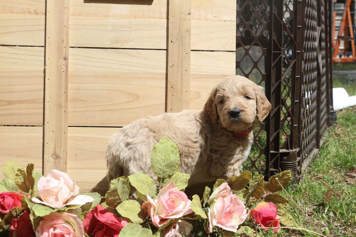 Golden Retriever Puppies (Raeford, NC) breeder image 5