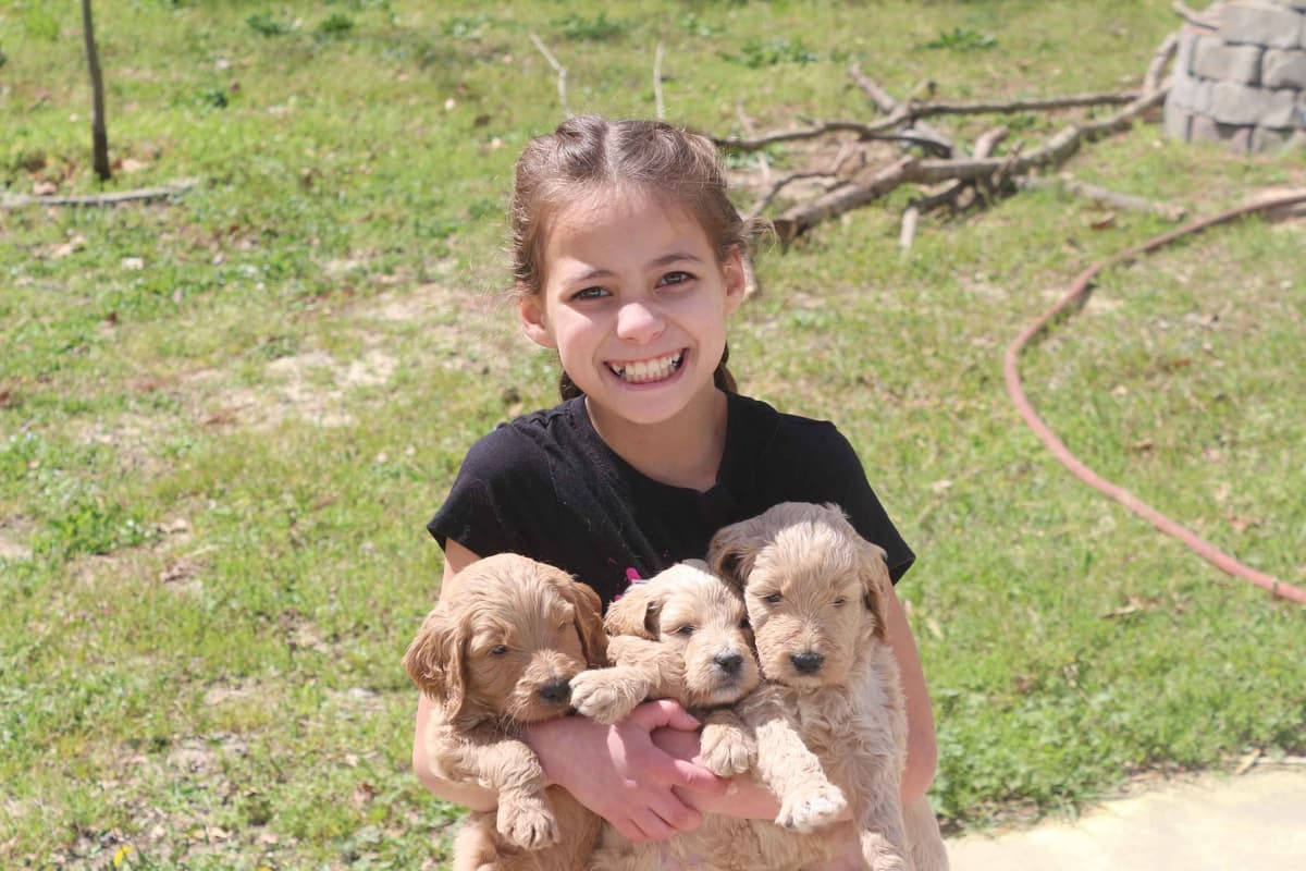 Golden Retriever Puppies (Raeford, NC) breeder image 6