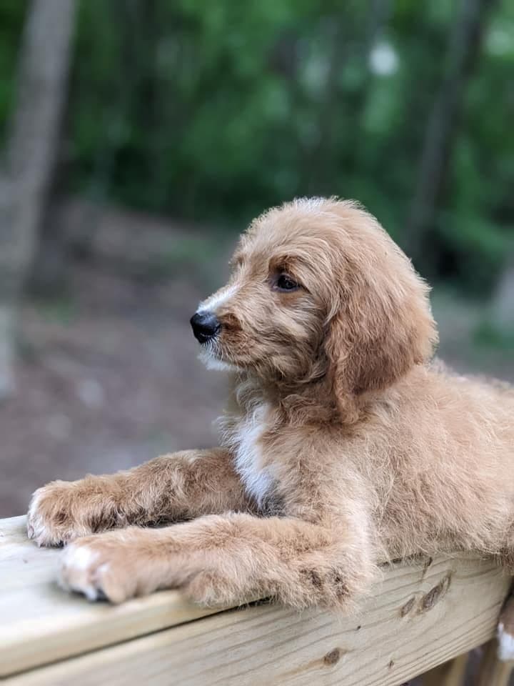 Golden Retriever Puppies (Raeford, NC) breeder image 7