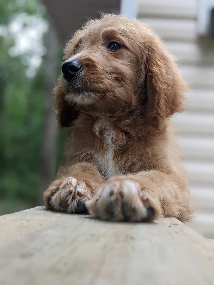Golden Retriever Puppies (Raeford, NC) breeder image 8