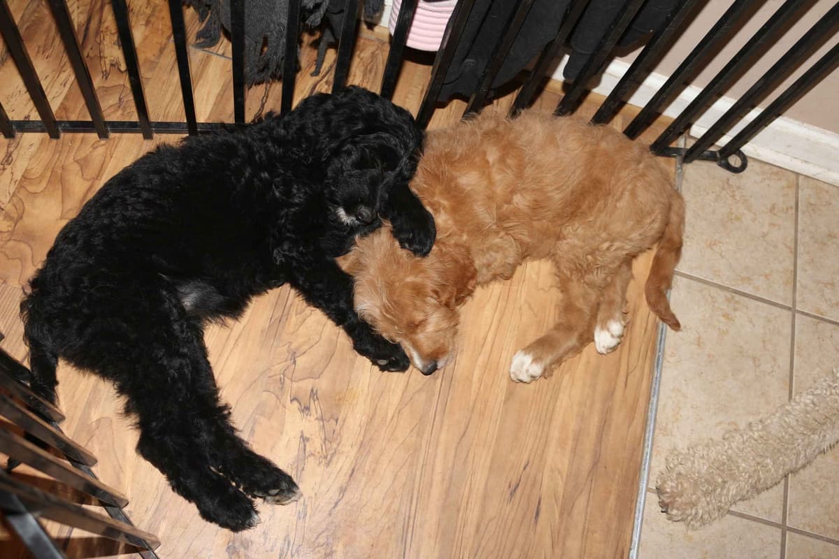 Golden Retriever Puppies (Raeford, NC) breeder image 9