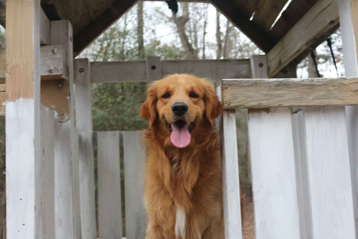 Golden Retriever Puppies (Raeford, NC) breeder image 11