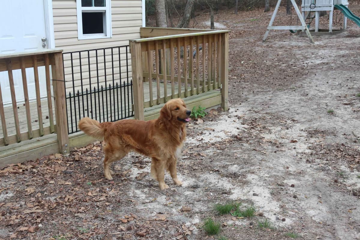 Golden Retriever Puppies (Raeford, NC) breeder image 12