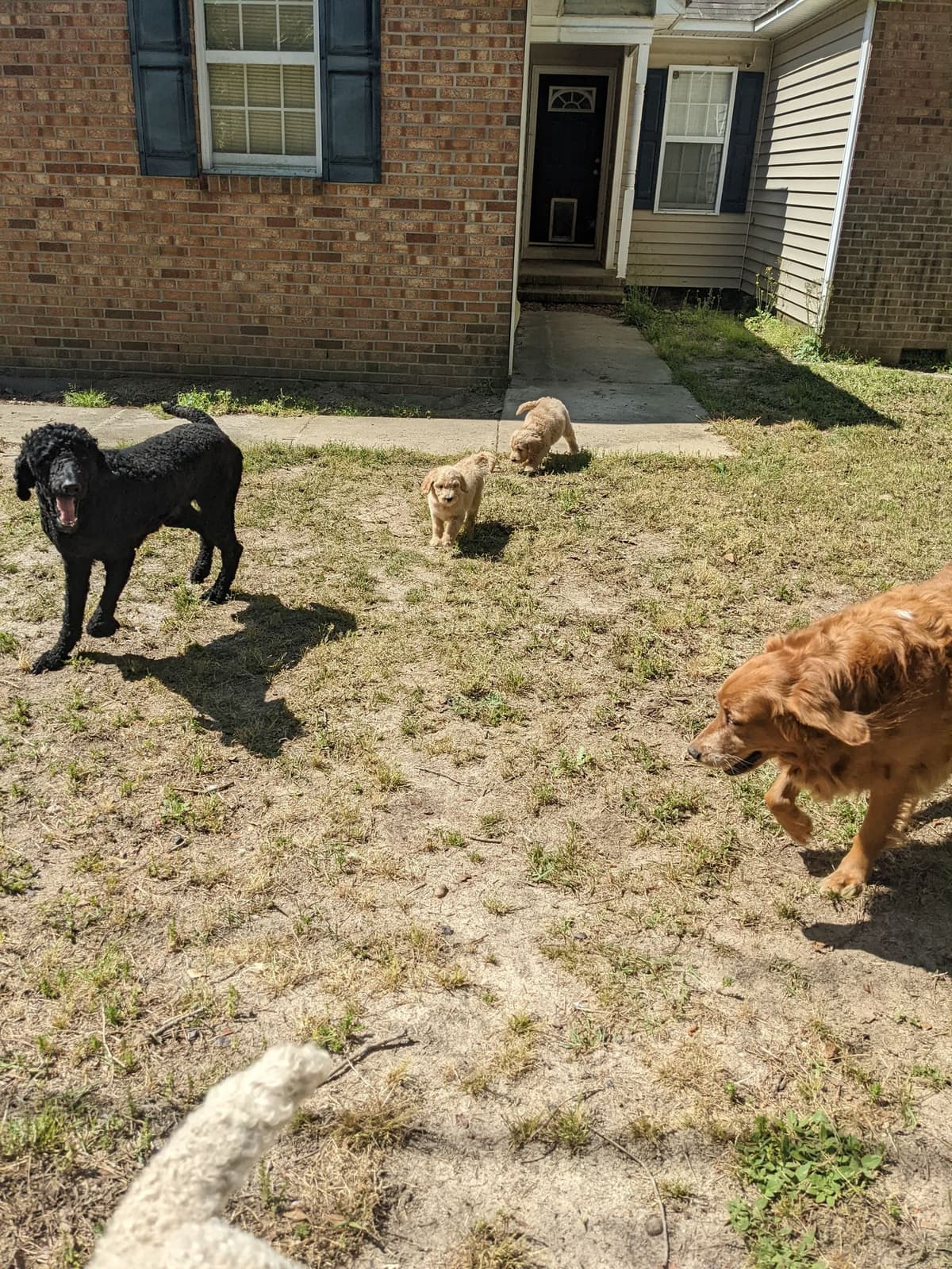 Golden Retriever Puppies (Raeford, NC) breeder image 16