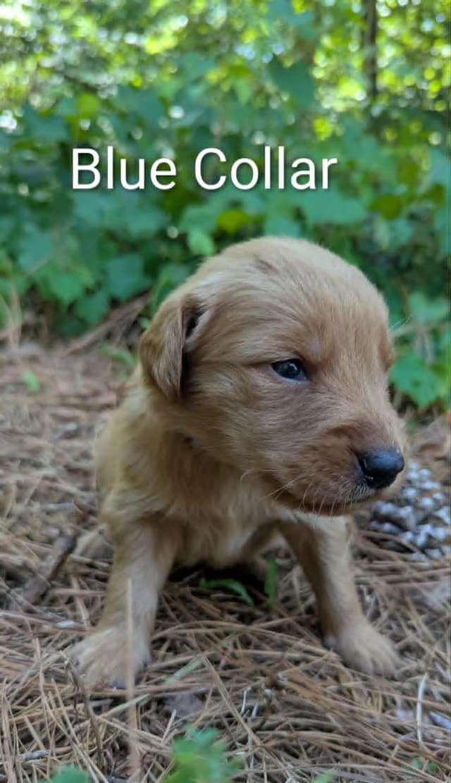 Golden Retriever Puppies (Raeford, NC) media 7