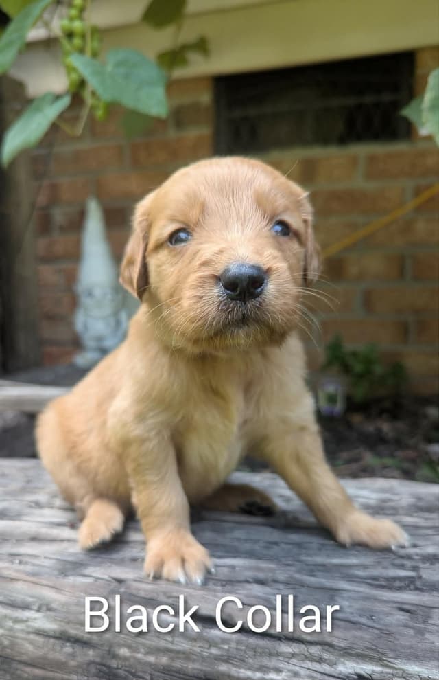 Golden Retriever Puppies (Raeford, NC) media 26