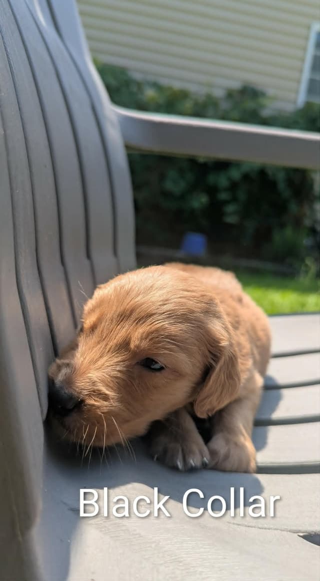 Golden Retriever Puppies (Raeford, NC) media 5