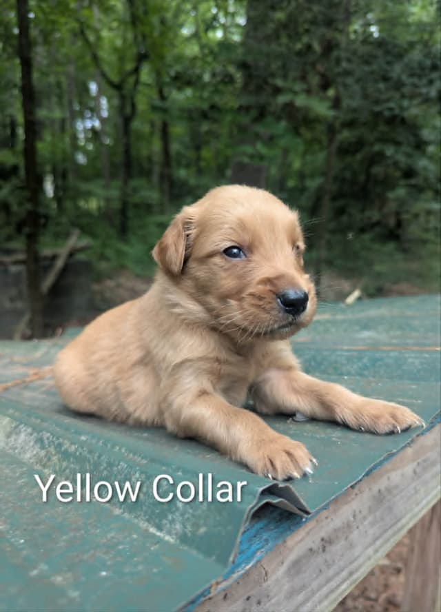 Golden Retriever Puppies (Raeford, NC) media 3