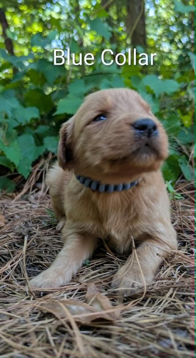 Golden Retriever Puppies (Raeford, NC) media 2