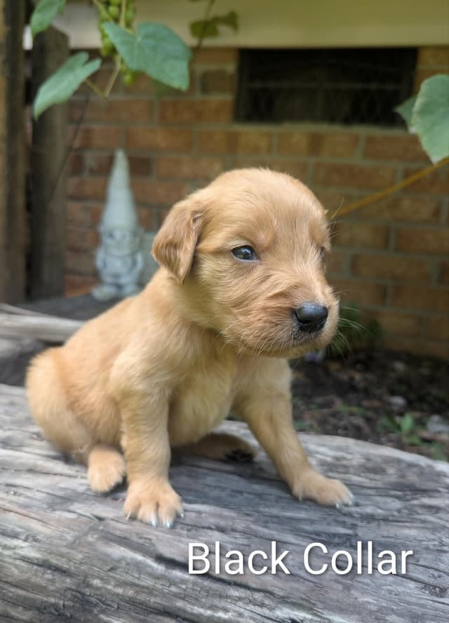 Golden Retriever Puppies (Raeford, NC) media 6