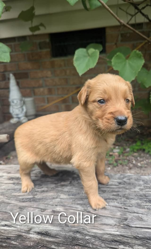 Golden Retriever Puppies (Raeford, NC) media 15