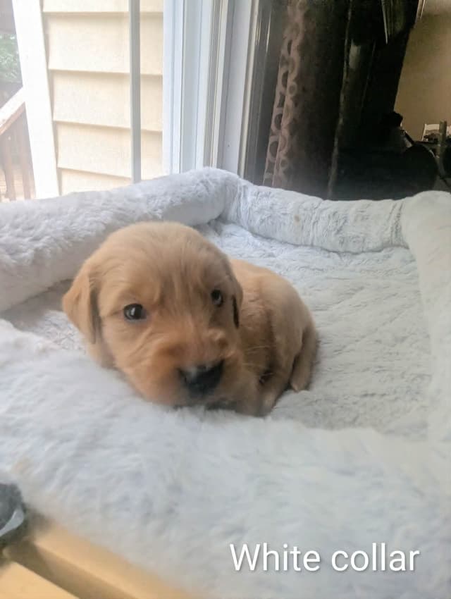 Golden Retriever Puppies (Raeford, NC) media 17